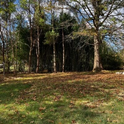 Bamboo Removal and Remediation Doylestown, PA