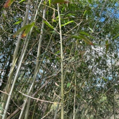 Bamboo Removal and Remediation Doylestown, PA