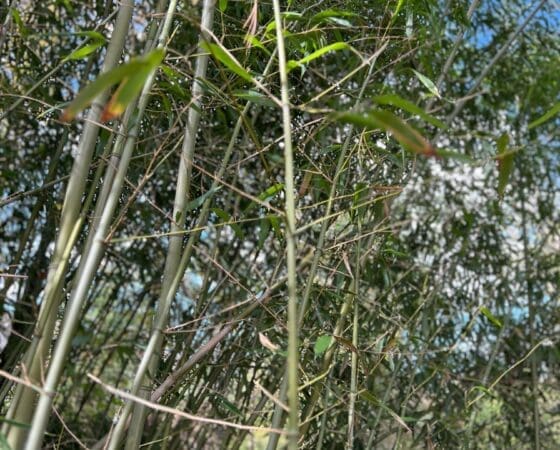 Bamboo Removal and Remediation Doylestown, PA