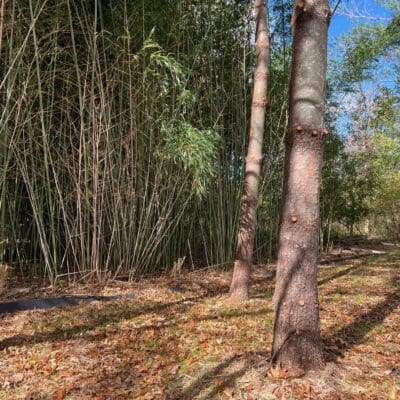 Bamboo Removal and Remediation Doylestown, PA