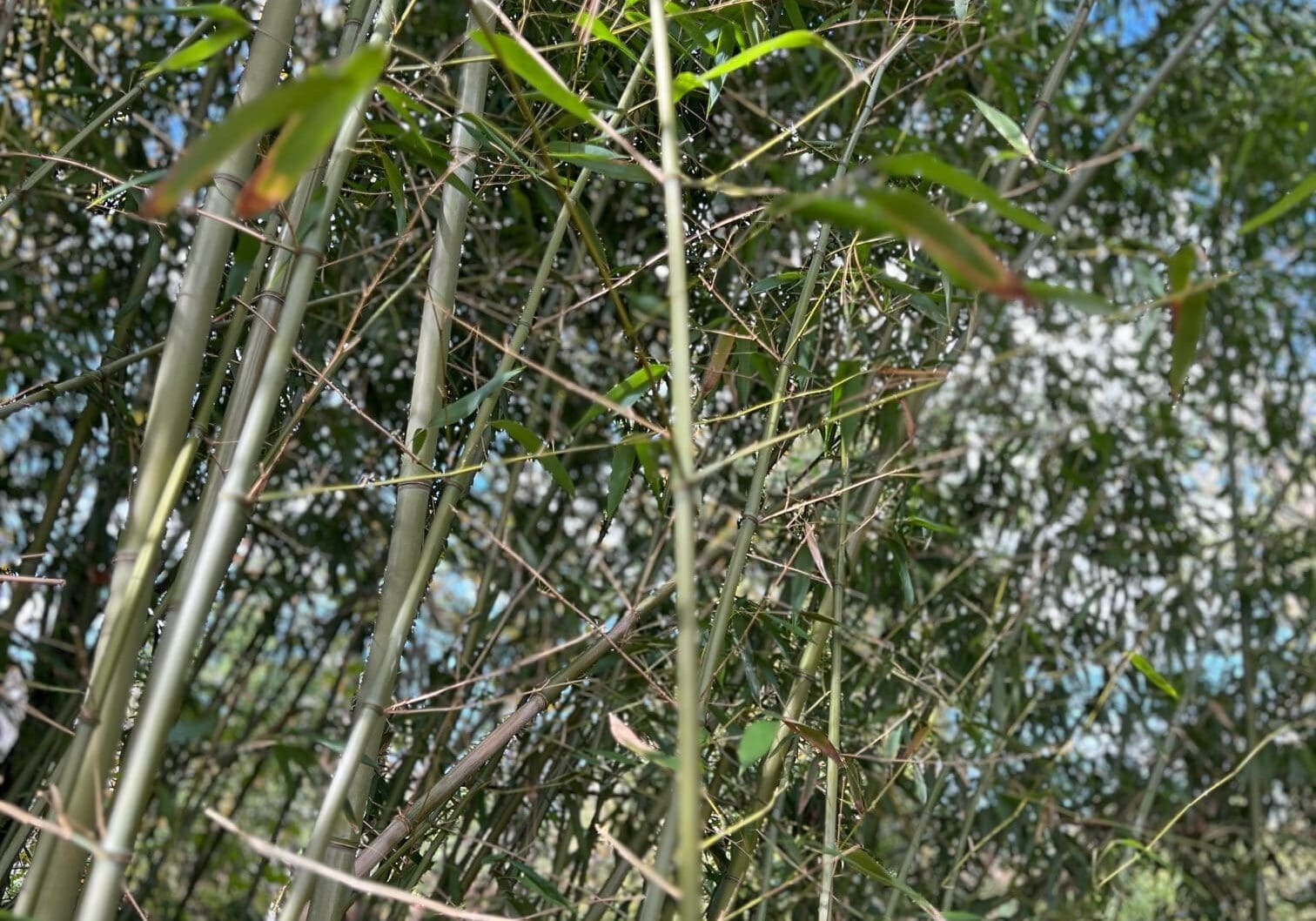 Bamboo Removal and Remediation Doylestown, PA