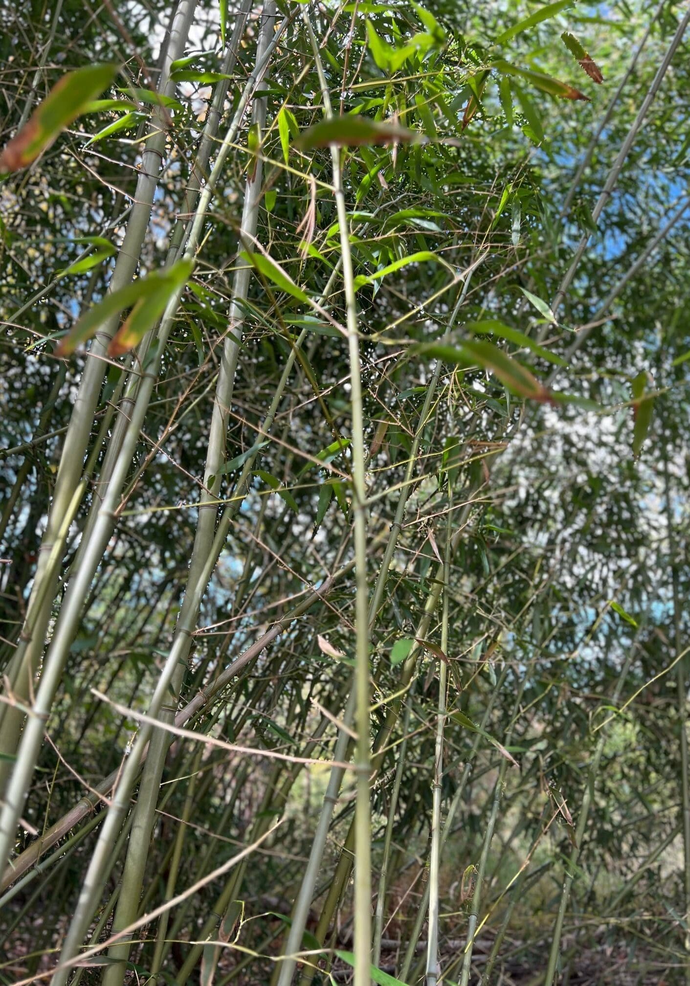 Bamboo Removal and Remediation Doylestown, PA